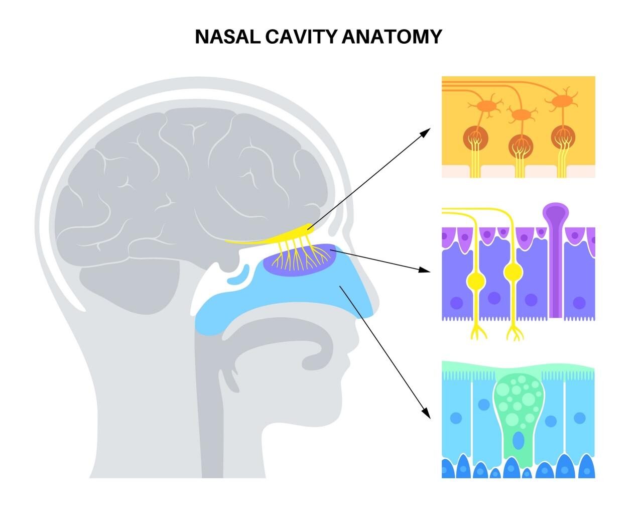 A detailed medical illustration showing the anatomy of the human nasal cavity, including the olfactory bulb, sensory neuron pathways, and cellular layers of the nasal mucosa.